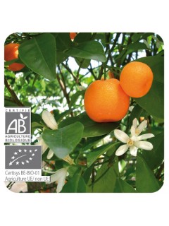 MANDARINE Bio - 10 ml